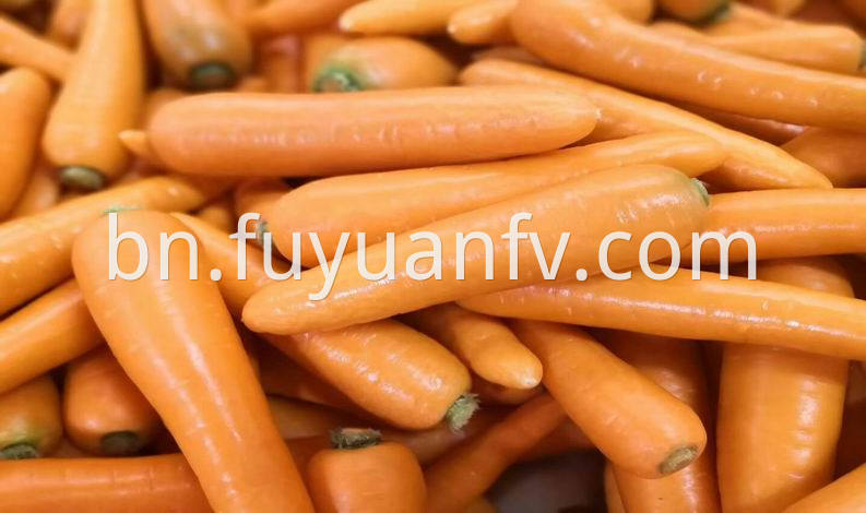 xiamen fresh carrot 